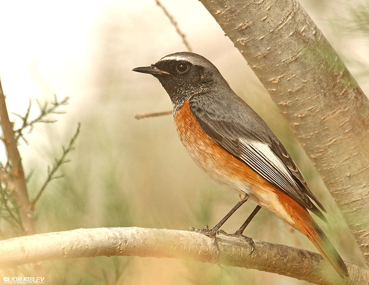   Common Redstart Phoenicurus phoenicurus samamisicus ,Yotvata, Arava valley 13-03-12 Lior Kislev